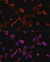 Sigma-Aldrich® Anti-Occludin antibody produced in rabbit