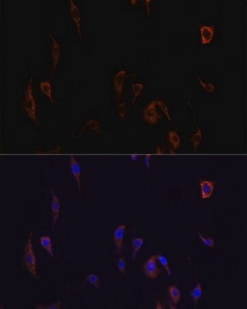 Sigma-Aldrich® Anti-Occludin antibody produced in rabbit