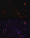 Sigma-Aldrich® Anti-Occludin antibody produced in rabbit