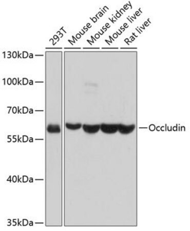 Sigma-Aldrich® Anti-Occludin antibody produced in rabbit