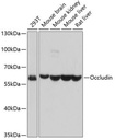 Sigma-Aldrich® Anti-Occludin antibody produced in rabbit