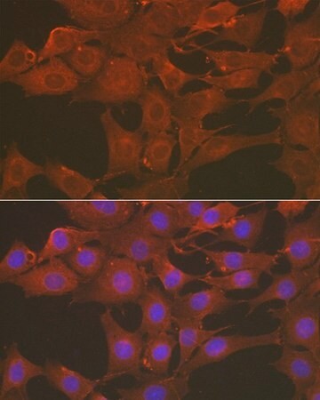 Sigma-Aldrich® Anti- Caspase-3 antibody produced in rabbit