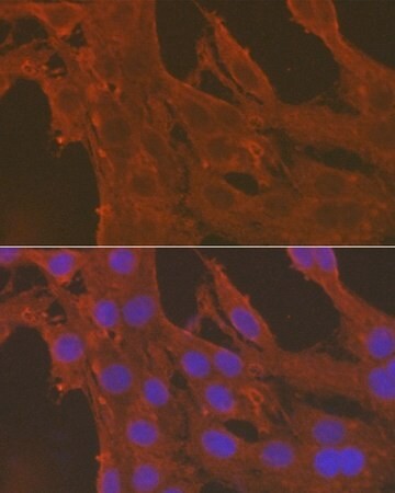 Sigma-Aldrich® Anti- Caspase-3 antibody produced in rabbit