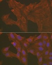 Sigma-Aldrich® Anti- Caspase-3 antibody produced in rabbit