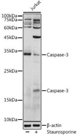 Sigma-Aldrich® Anti- Caspase-3 antibody produced in rabbit