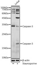 Sigma-Aldrich® Anti- Caspase-3 antibody produced in rabbit
