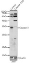 Sigma-Aldrich® Anti- Caspase-3 antibody produced in rabbit