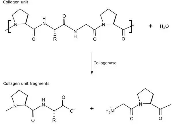Sigma-Aldrich® Collagenase from Clostridium histolyticum