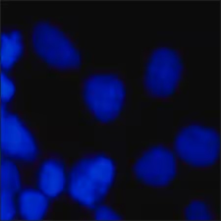 Sigma-aldich® bisBenzimide H 33342 trihydrochloride ≥98% purity (HPLC and TLC), powder, 100MG