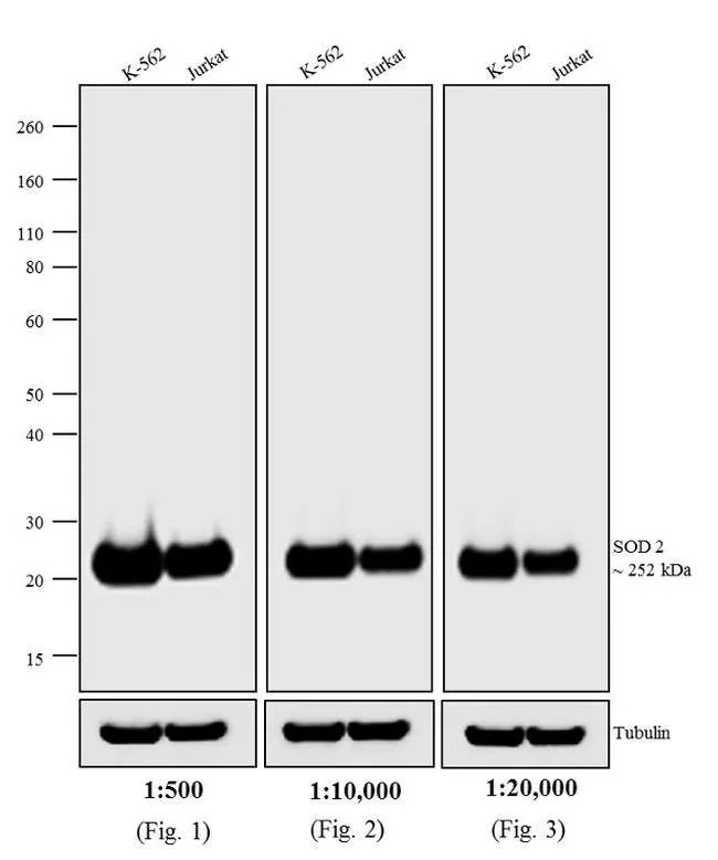 Invitrogen™ Alkaline Phosphatase (ALP) Activity Kit (สำเนา)