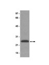 Sigma-Aldrich® Anti-HP1γ Antibody, clone 42s2