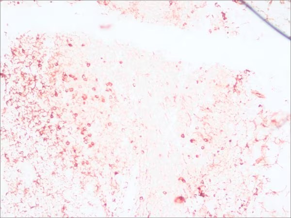 Sigma-Aldrich® Anti-Rabbit IgG (whole molecule) antibody produced in goat