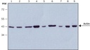 Sigma-Aldrich® Anti-Rabbit IgG (whole molecule)–Peroxidase antibody produced in goat