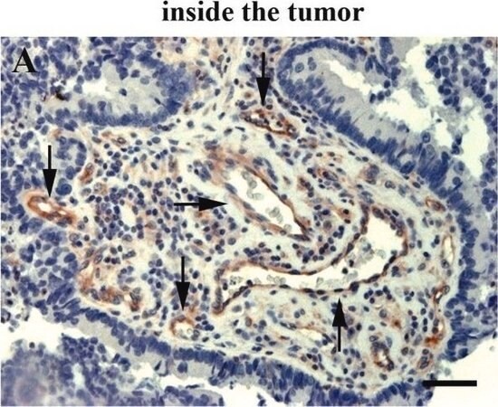 Sigma-Aldrich® Anti-Mouse IgG (whole molecule)–Peroxidase antibody produced in goat