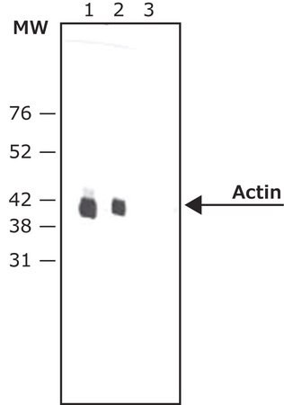 Sigma-Aldrich® Anti-Mouse IgG (Fc specific)–Peroxidase antibody produced in goat