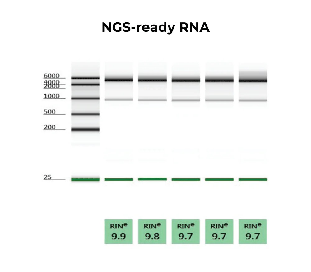 ZYMO RESEARCH® Quick-RNA™ MiniPrep Plus Kit (50 Preps.)