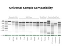 ZYMO RESEARCH® Quick-RNA™ MiniPrep Plus Kit (50 Preps.)