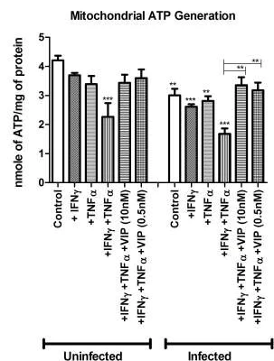 abcam ATP Assay Kit (Colorimetric/Fluorometric)
