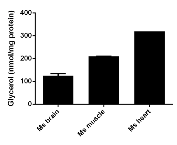 abcam Adipogenesis Detection Assay Kit (Colorimetric/Fluorometric)