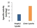 abcam Alanine Transaminase Activity Assay Kit (Colorimetric/Fluorometric)