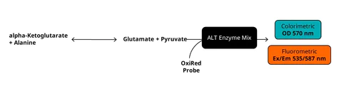 abcam Alanine Transaminase Activity Assay Kit (Colorimetric/Fluorometric)