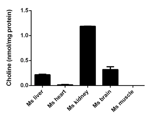 abcam Choline/Acetylcholine Assay Kit
