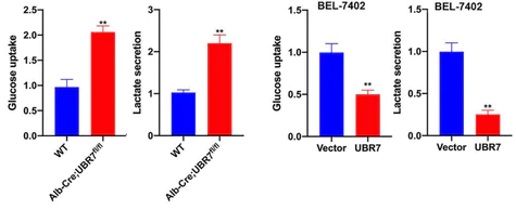 abcam Glucose Uptake Assay Kit (Colorimetric)