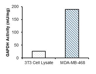 abcam Glyceraldehyde 3 Phosphate Dehydrogenase Activity Assay Kit (Colorimetric)