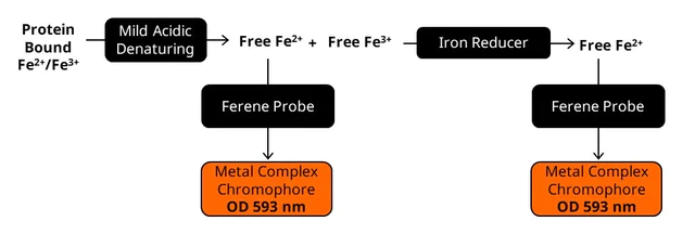 abcam Iron Assay Kit (Colorimetric)