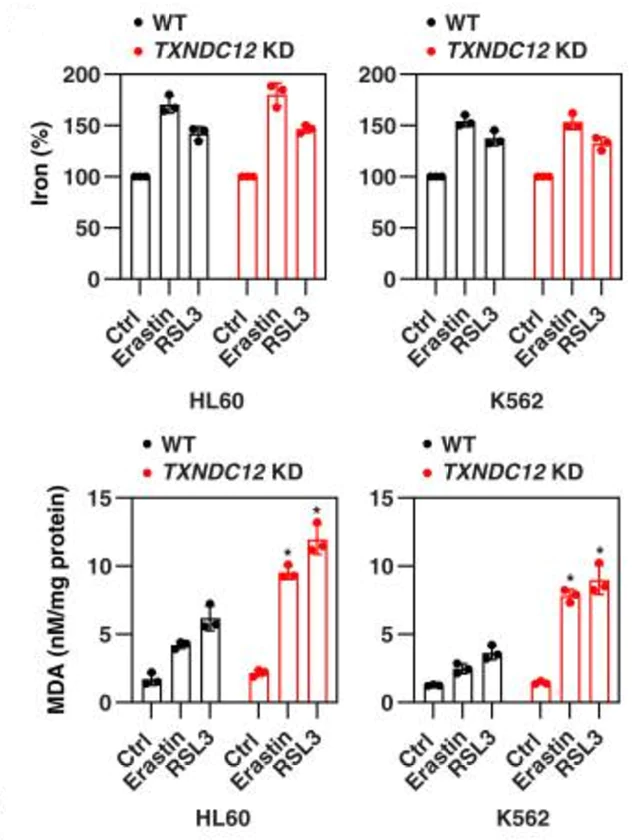 abcam Iron Assay Kit (Colorimetric)