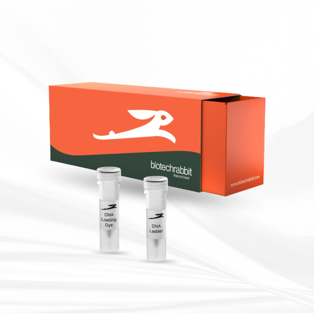 biotechrabbit 51 bp DNA Ladder, ready to use 