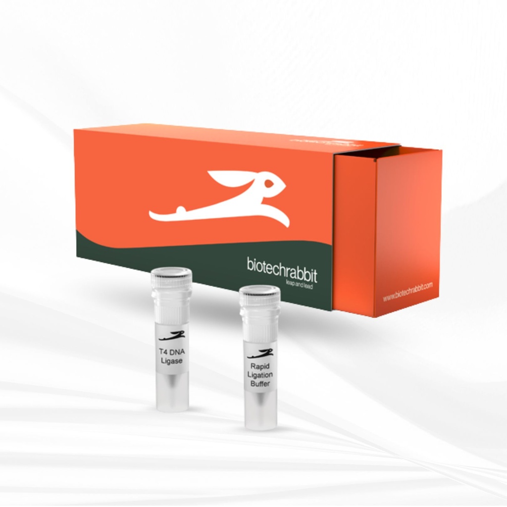biotechrabbit T4 DNA Ligase Rapid, 600 U/µl