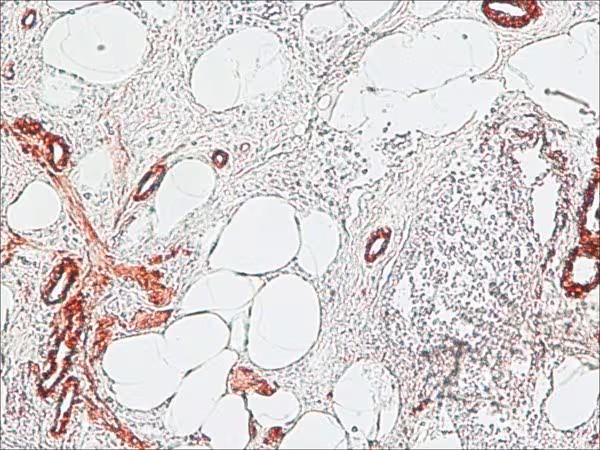Sigma-Aldrich® Anti-Mouse IgG (Fc specific)–Peroxidase antibody produced in goat