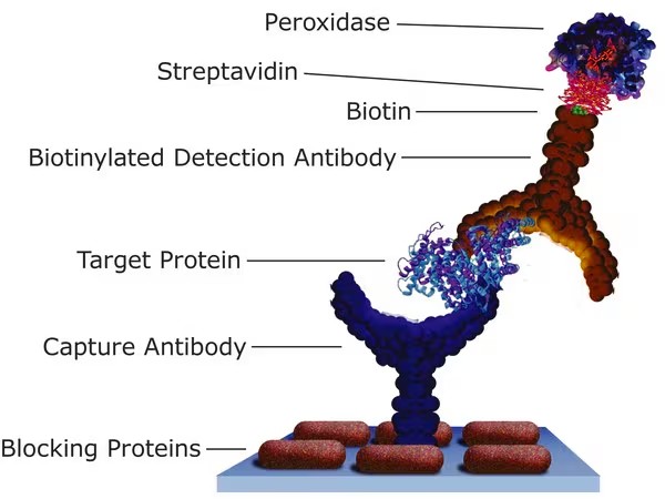 Sigma-Aldrich® Streptavidin−Peroxidase from Streptomyces avidinii