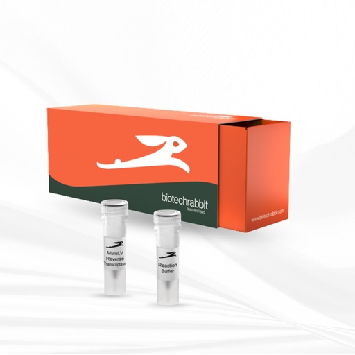 biotechrabbit MMuLV Reverse Transcriptase, 200 U/µl
