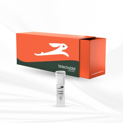 biotechrabbit TriColor Protein Ladder (10-180 kDa)
