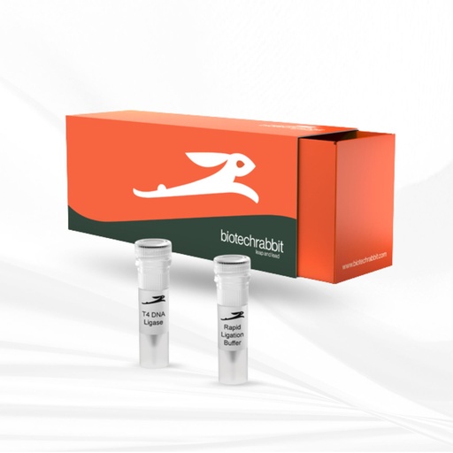biotechrabbit T4 DNA Ligase Rapid, 600 U/µl
