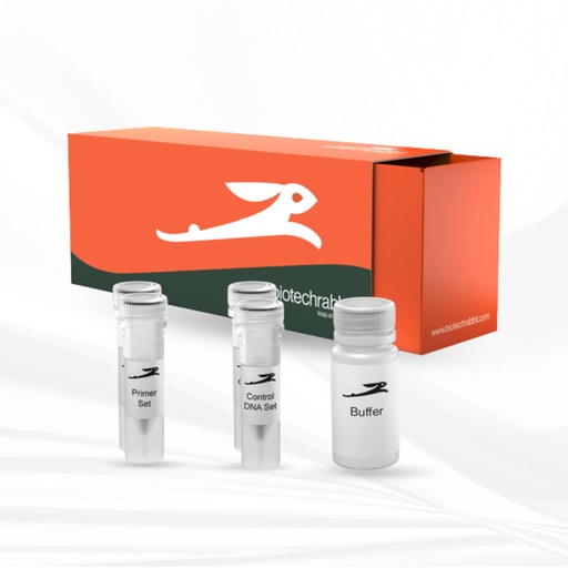 biotechrabbit RTS Linear Template Fab Kit