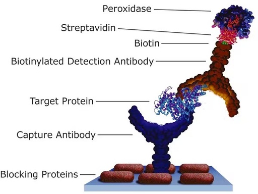 [MT-AB-S5512-.1MG] Sigma-Aldrich® Streptavidin−Peroxidase from Streptomyces avidinii